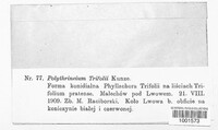 Polythrincium trifolii image